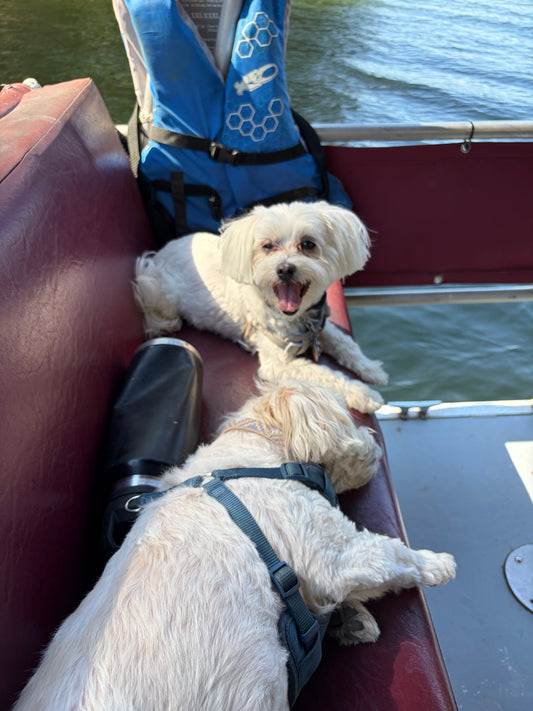 From Milo &amp; Ollie to Maltese Makery: The Story Behind My Little Side Hustle